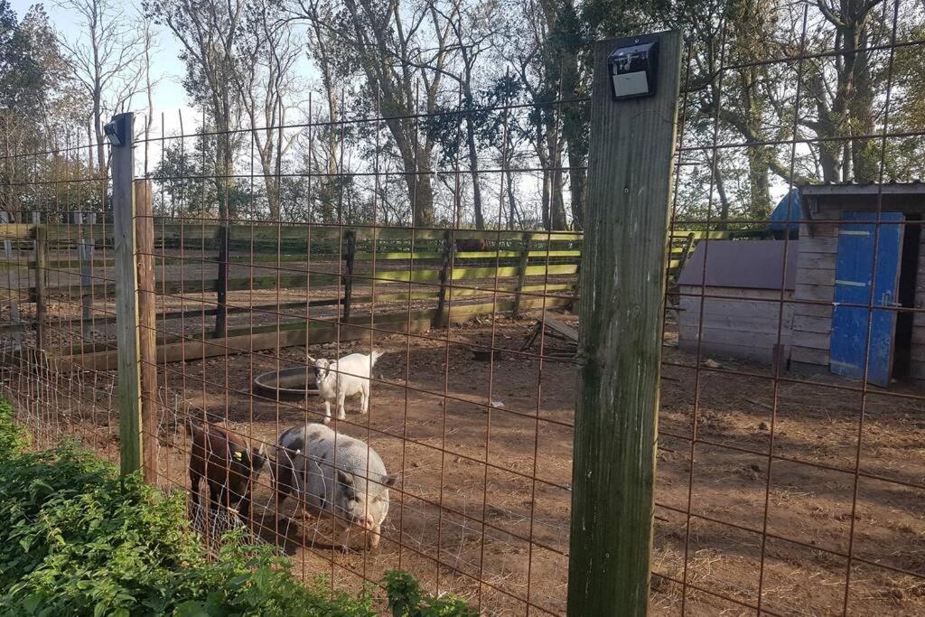 B&B Hoeve Dijkstal Logeren Op De Boerderij Сінт-Мартен Екстер'єр фото