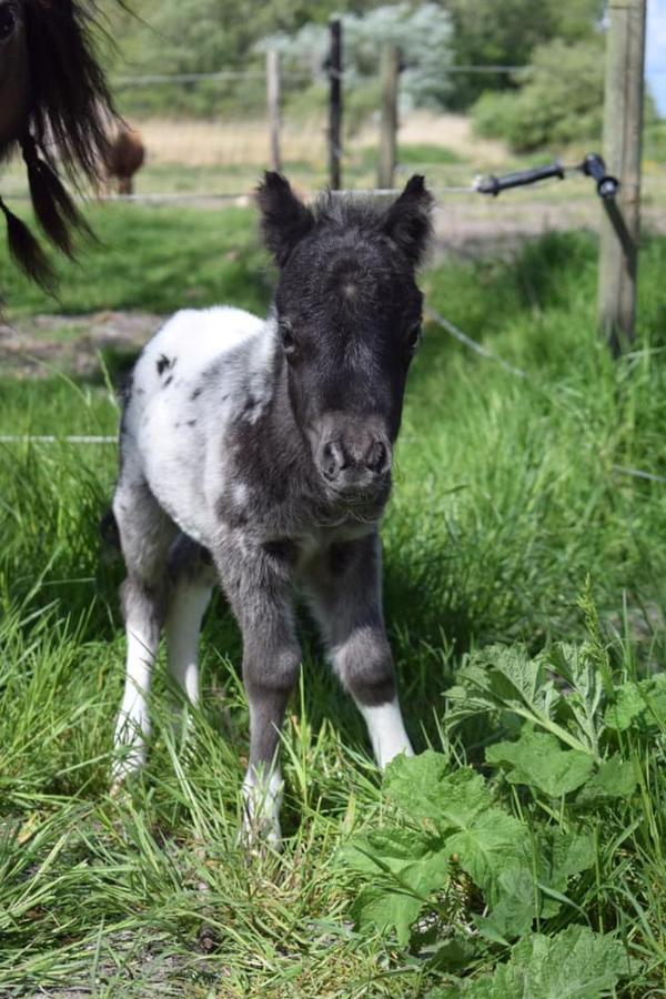 B&B Hoeve Dijkstal Logeren Op De Boerderij Сінт-Мартен Екстер'єр фото