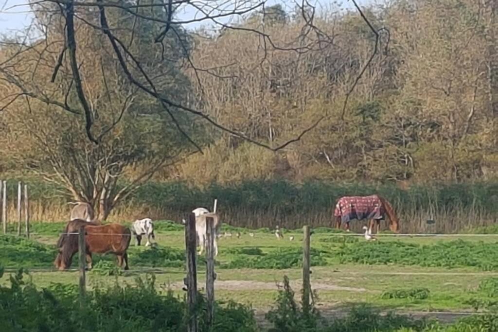 B&B Hoeve Dijkstal Logeren Op De Boerderij Сінт-Мартен Екстер'єр фото